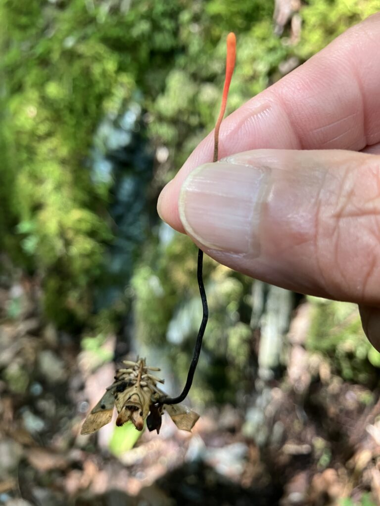 祖谷の観光/祖谷の植物/冬虫夏草