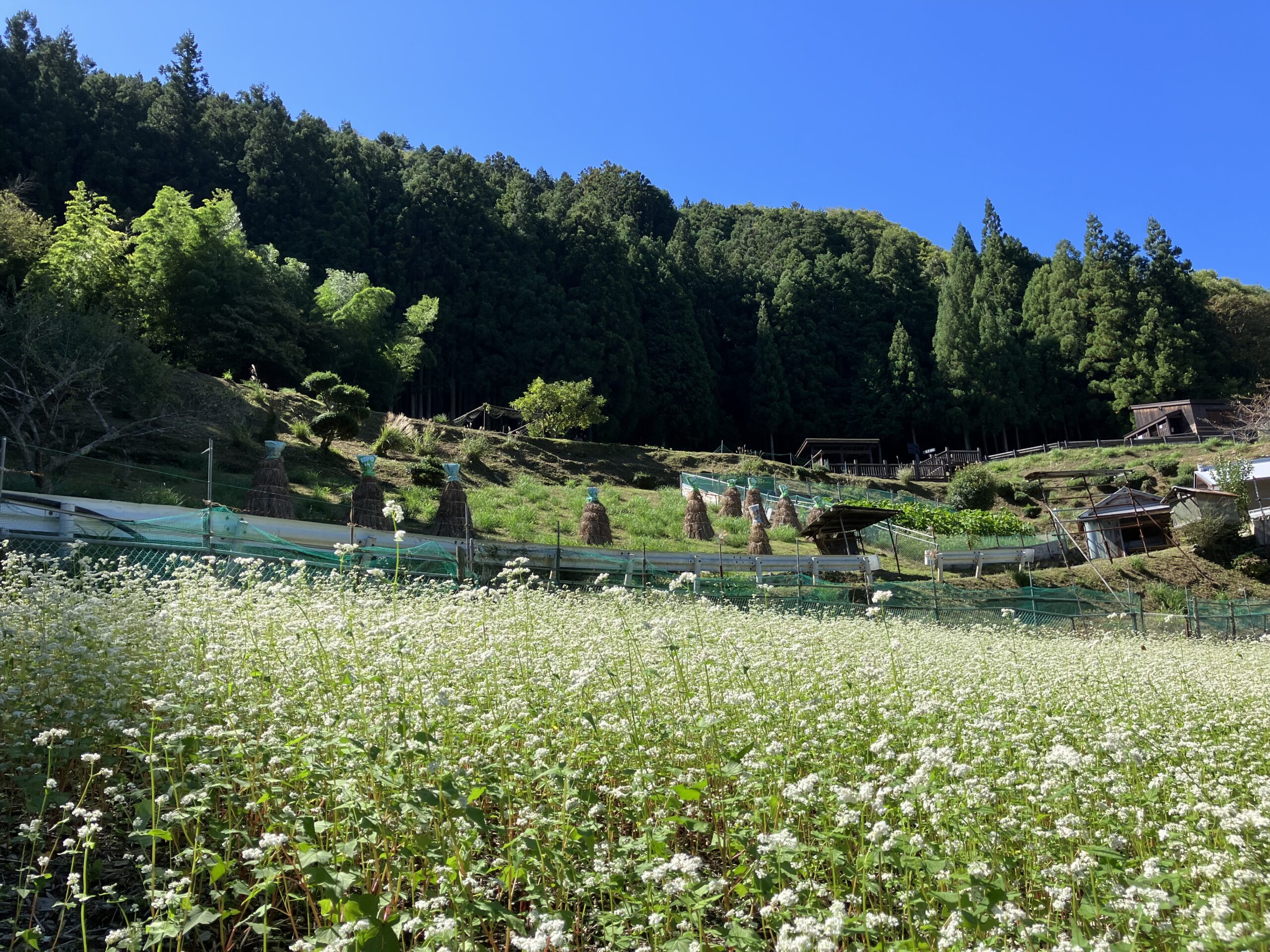 祖谷の風景/そば畑