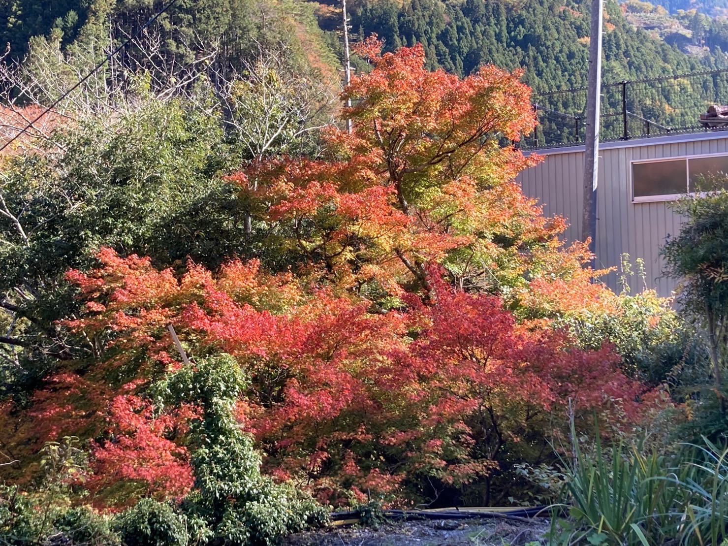 祖谷の紅葉