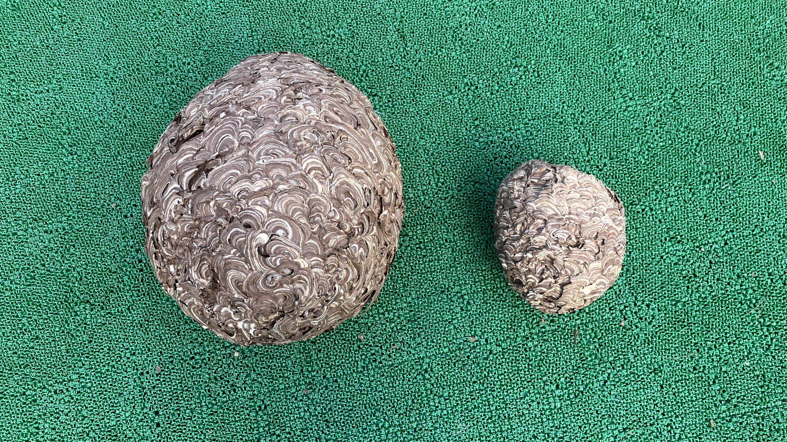 キイロスズメバチの巣