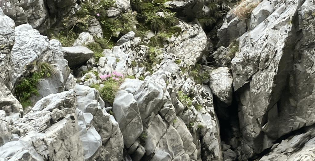 大歩危の河床植物群落