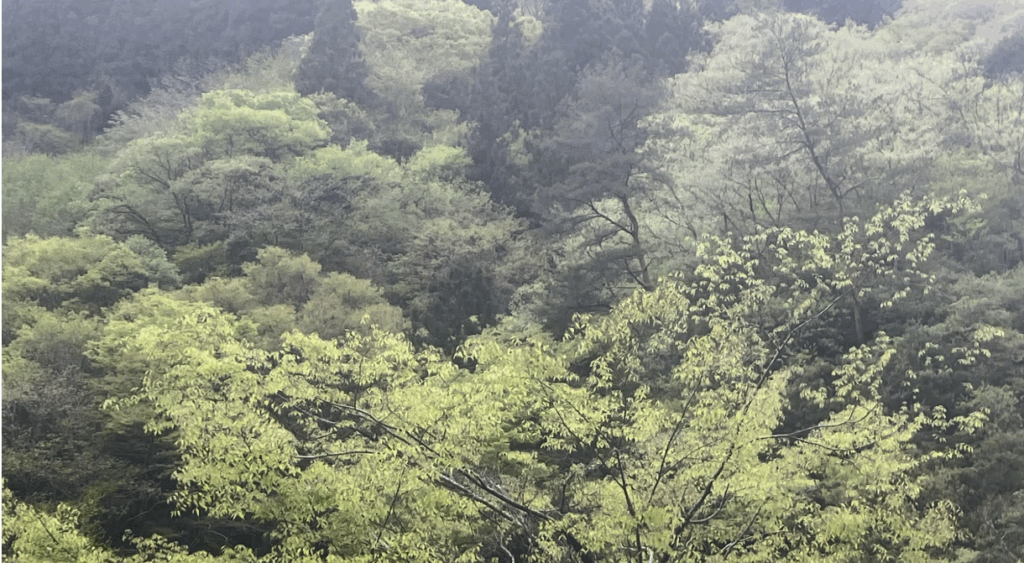 高野の景色