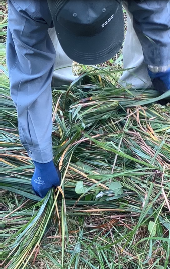 祖谷の風景/コエグロ作り