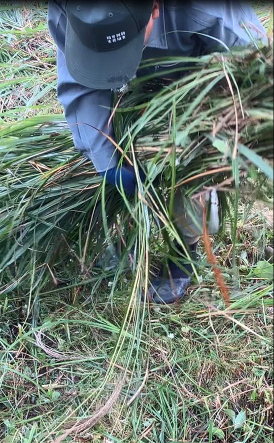 祖谷の風景/コエグロ作り