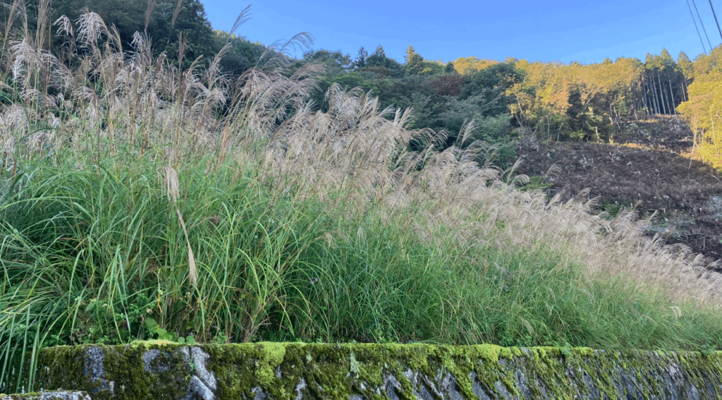 祖谷の風景/茅場