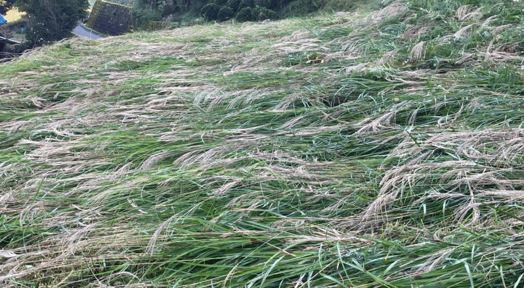 祖谷の風景/茅刈り後