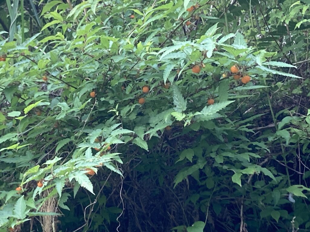 祖谷の風景/サガリマメイチゴ