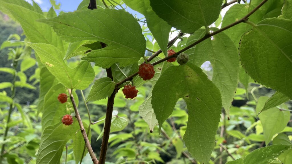 祖谷の風景/ヒメコウゾ