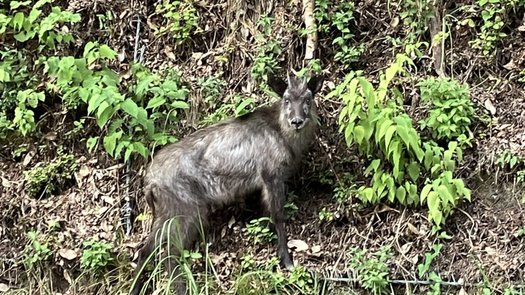 祖谷の動物/日本カモシカ