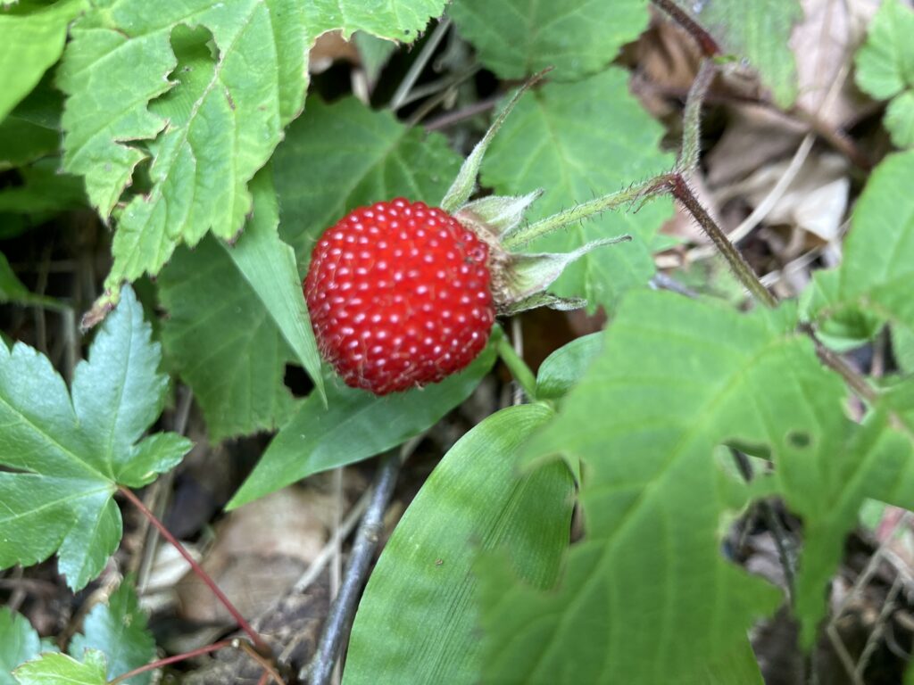 祖谷の風景/ヂイチゴ