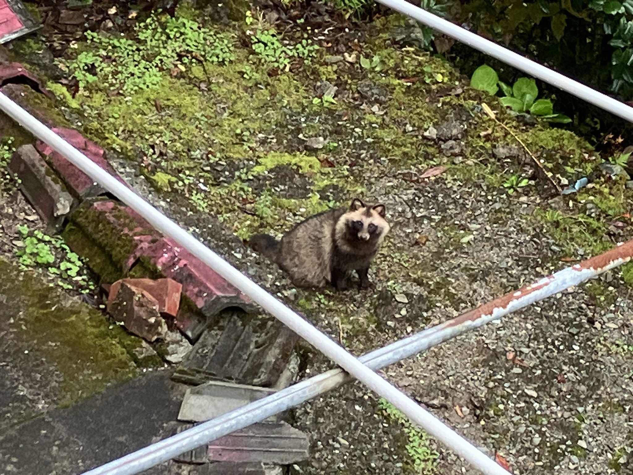 祖谷の動物/物干し場に遭わられたタヌキ