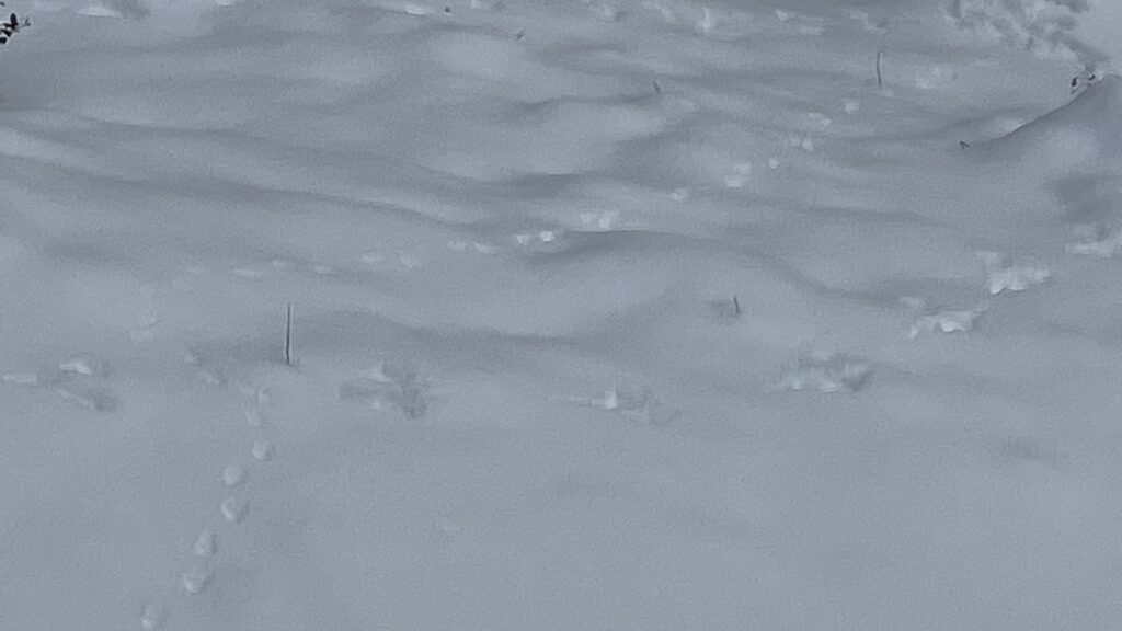 祖谷の動物/雪の朝の足跡