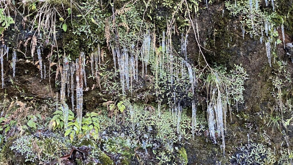祖谷の観光/冬の祖谷/つらら