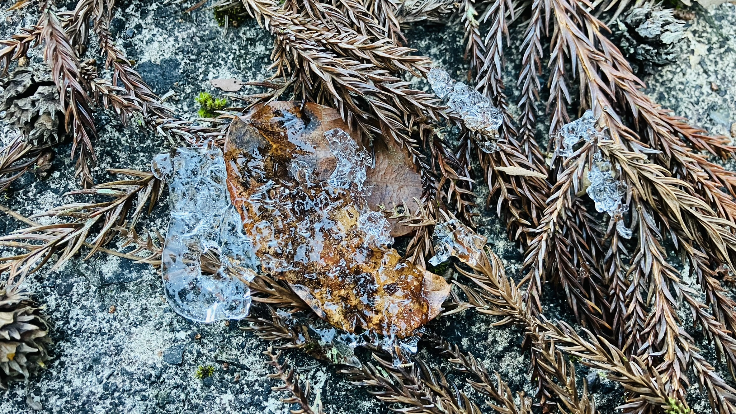 祖谷の観光/祖谷の冬/落ち葉