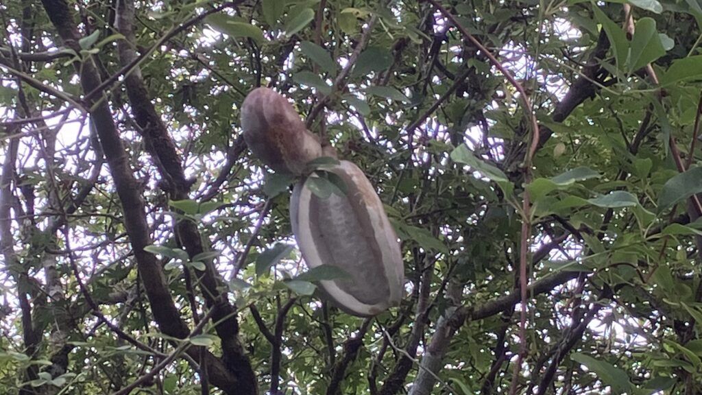 祖谷の風景/アケビ