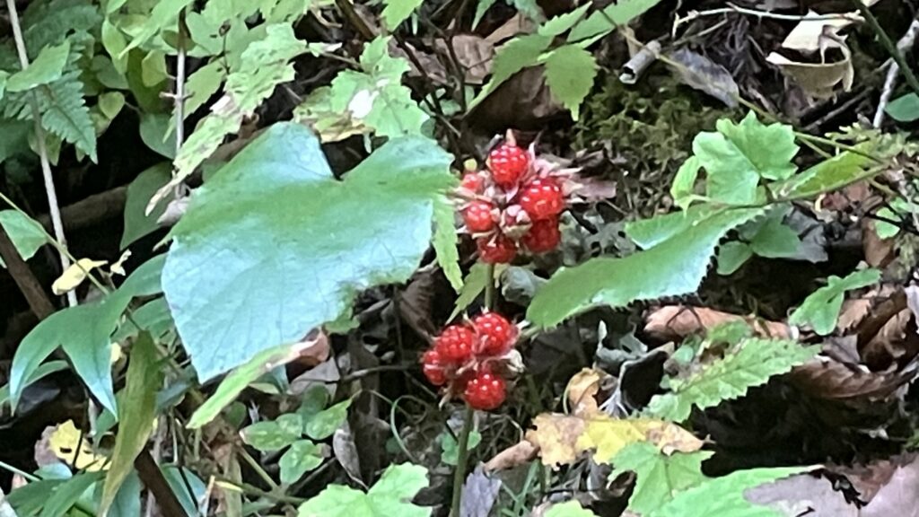 祖谷の風景/冬イチゴ
