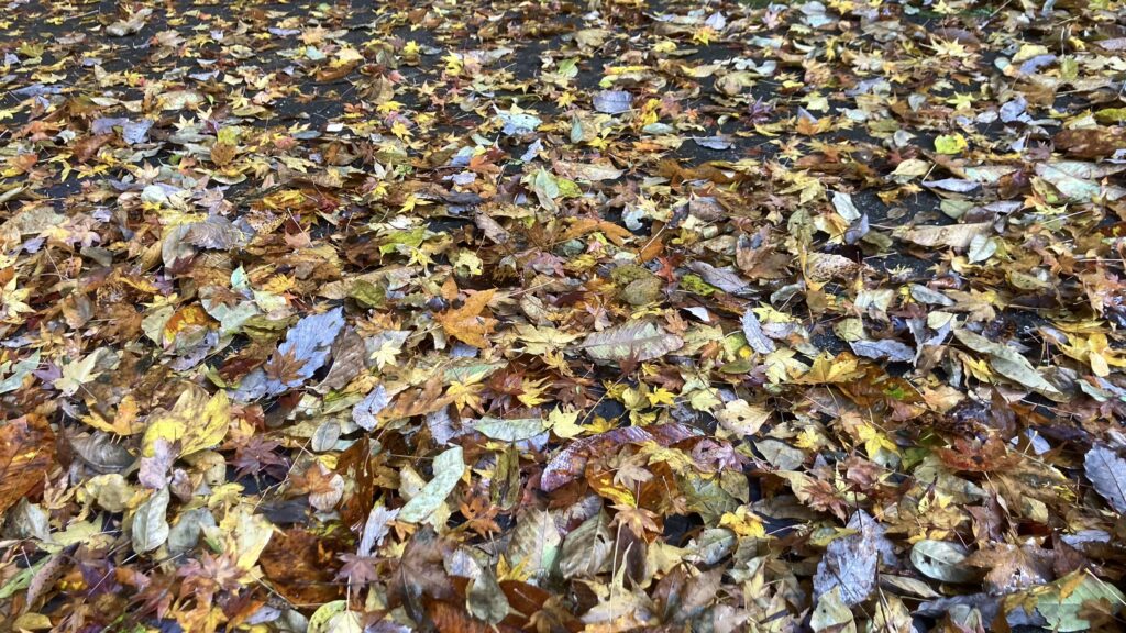 祖谷の生活/落ち葉の清掃