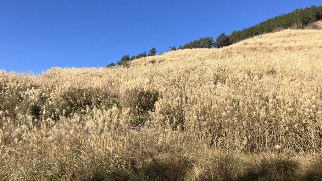 祖谷の風景/京柱峠の茅場
