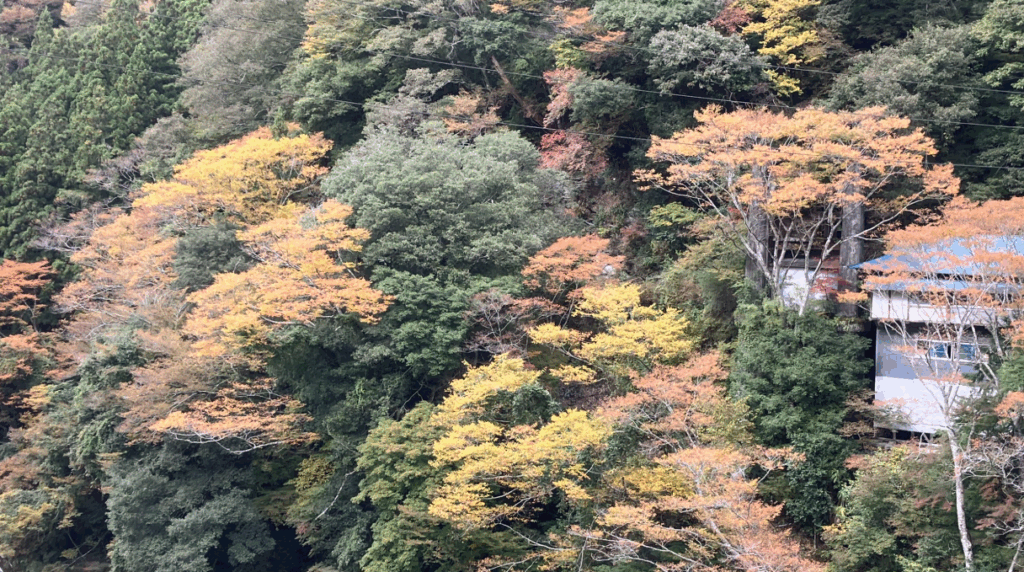 祖谷の紅葉/ケヤキ