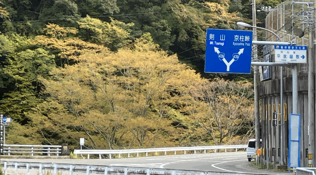 祖谷の紅葉/ケヤキ