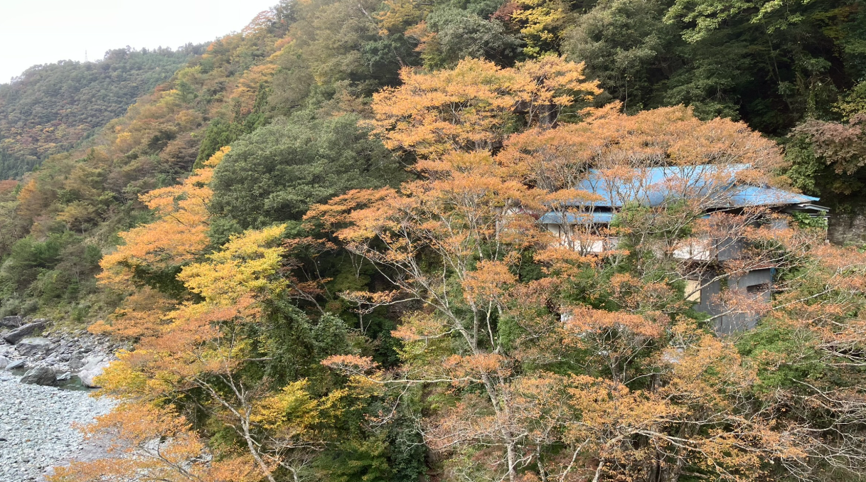 祖谷の紅葉/ケヤキ