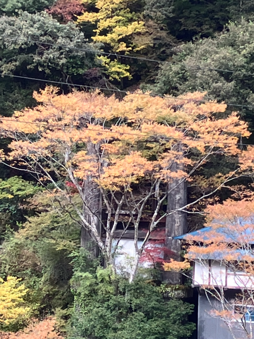 祖谷の紅葉/ケヤキ