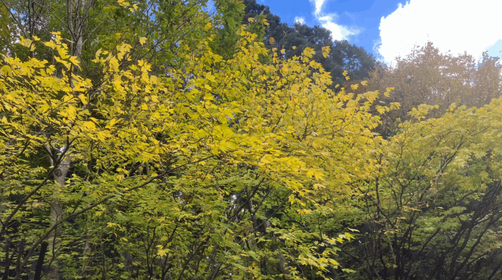 祖谷の紅葉/ダケカンバ