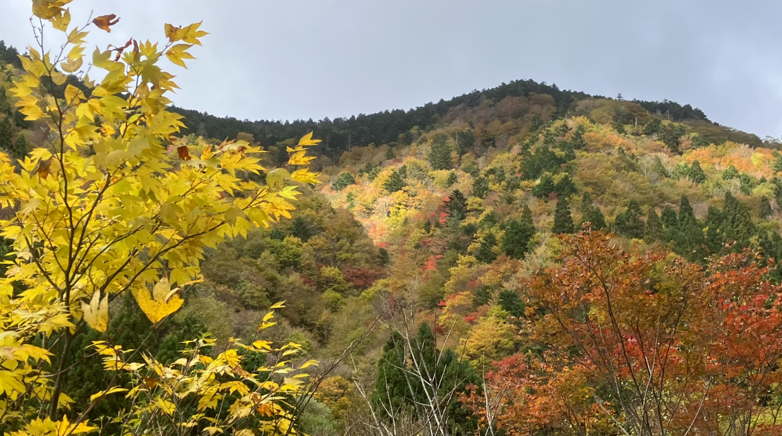 祖谷の観光/落合峠/紅葉