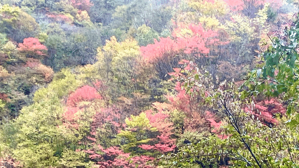 祖谷の観光/落合峠/紅葉