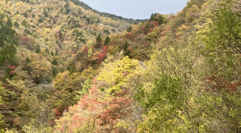 祖谷の観光/落合峠/紅葉