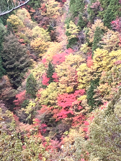 祖谷の観光/落合峠/紅葉