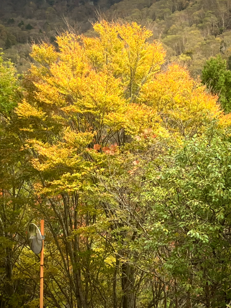 祖谷の観光/落合峠/紅葉