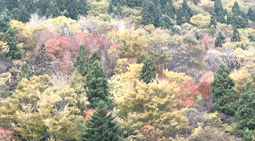 祖谷の観光/落合峠/紅葉