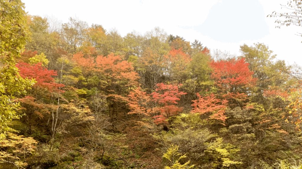 祖谷の観光/落合峠/紅葉