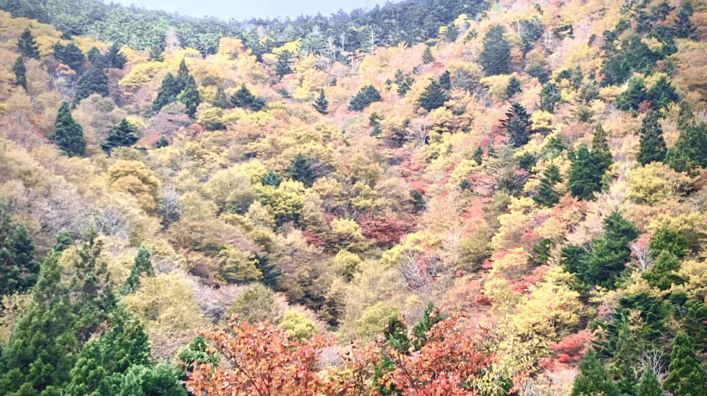 祖谷の観光サイト/落合峠/紅葉