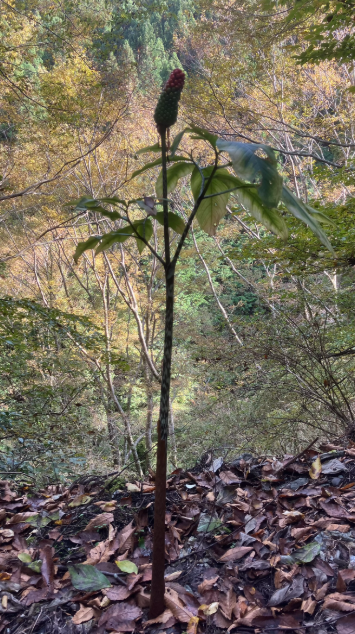 祖谷の観光サイト/龍宮崖公園