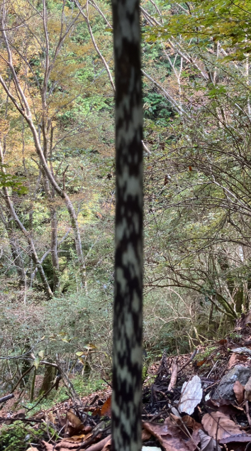 祖谷の観光サイト/龍宮崖公園