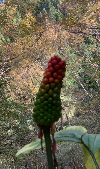 祖谷の観光サイト/龍宮崖公園