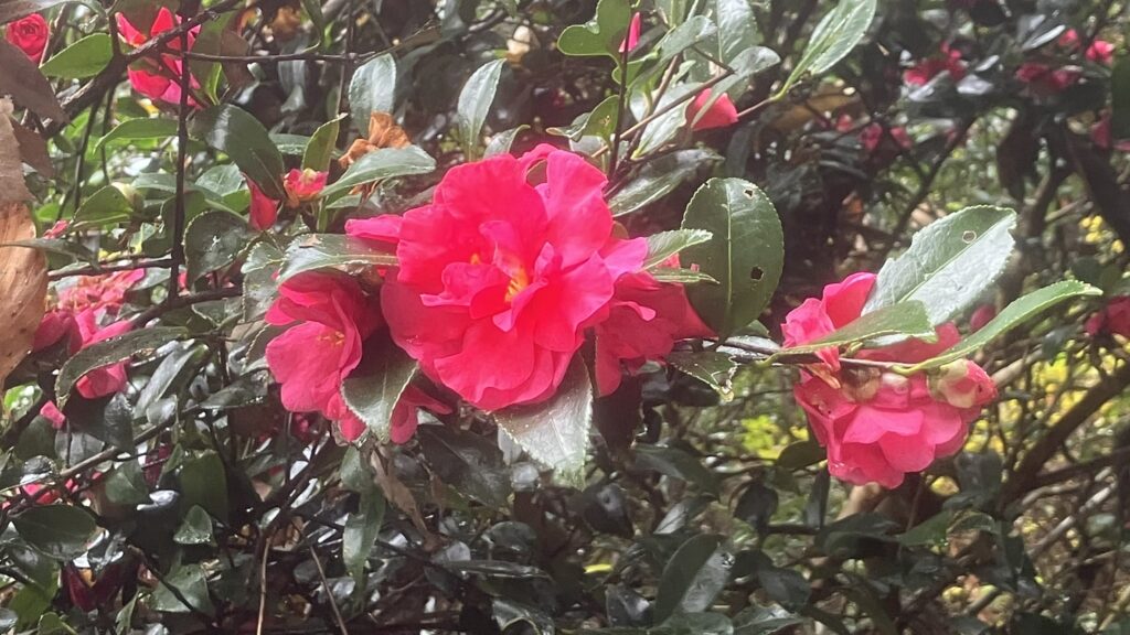 祖谷の風景/寒椿