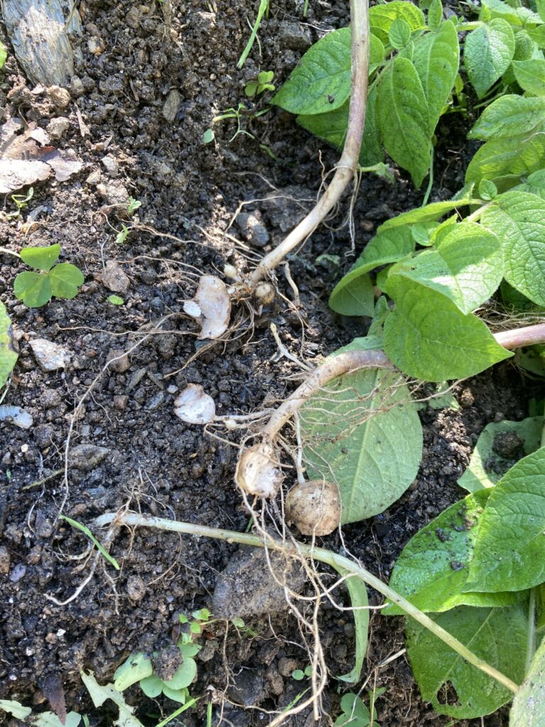 祖谷の生活/猿の被害になったジャガイモ畑