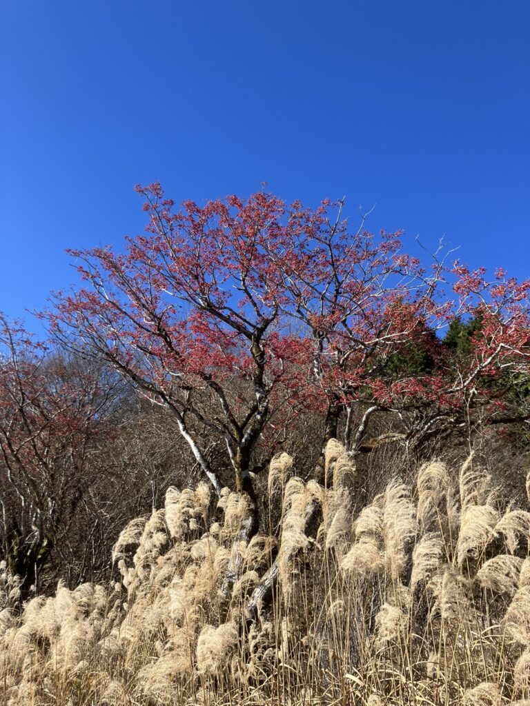 祖谷の山/阿佐尻山登山口