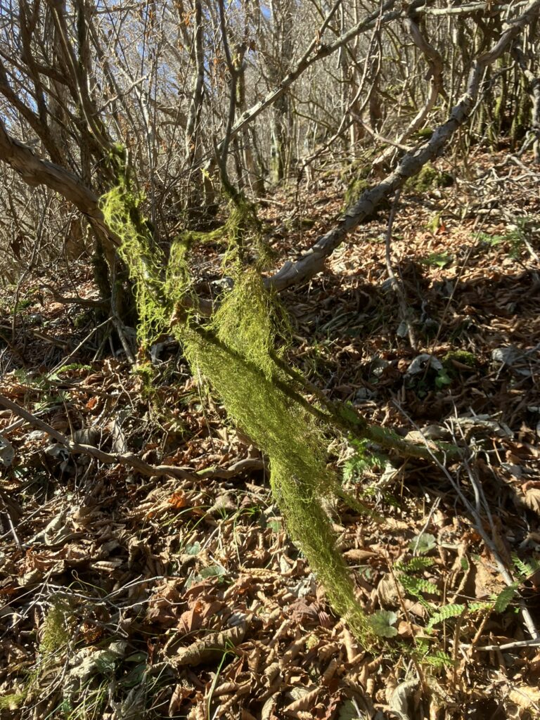 祖谷の山/阿佐尻山/ウメモドキ