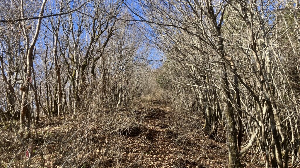 祖谷の山/阿佐尻山登山道