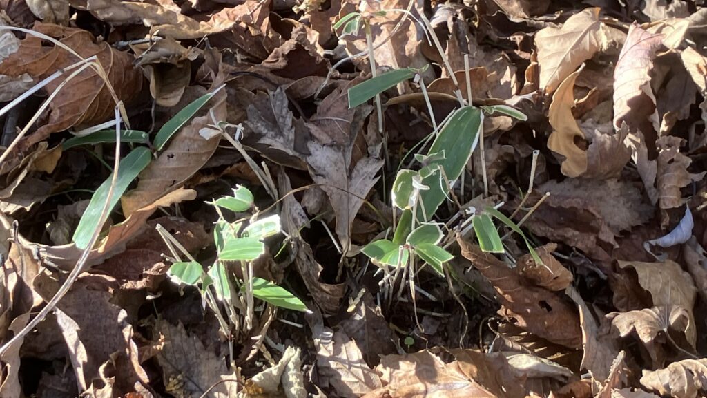 祖谷の山/阿佐尻山登山道/笹