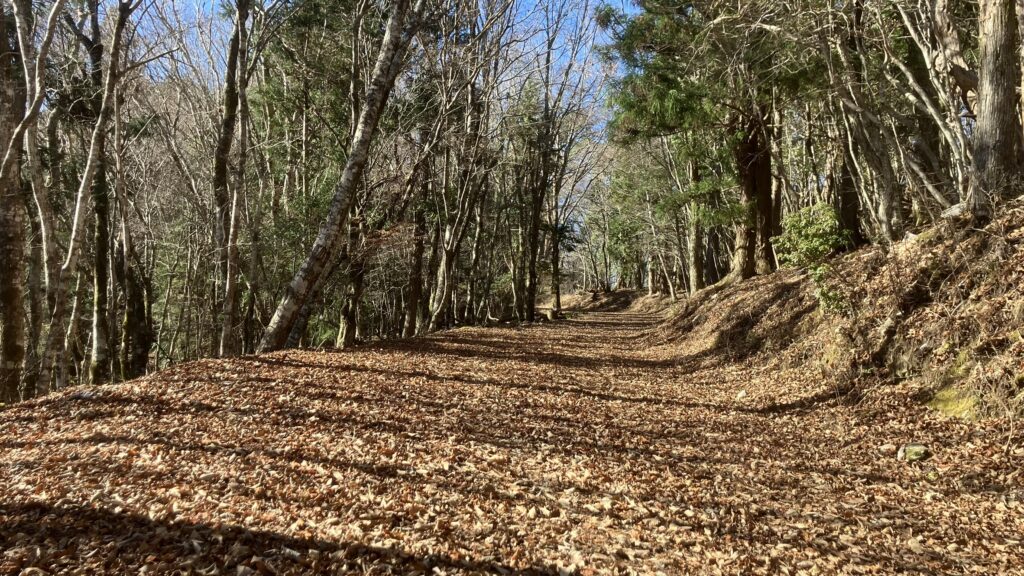 祖谷の山/林道阿佐尻線/広葉樹林