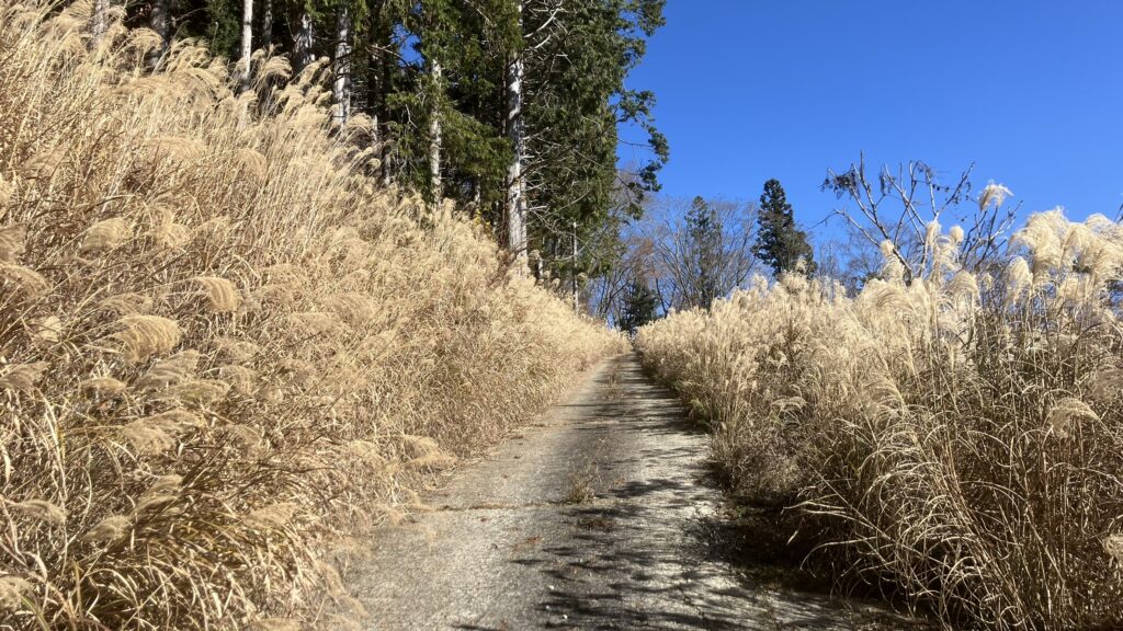 祖谷の山/林道阿佐尻線/ススキのある景色