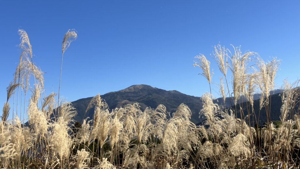 祖谷の山/林道阿佐尻線/ススキのある景色
