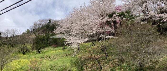 大歩危藤川谷/菜の花と桜の風景