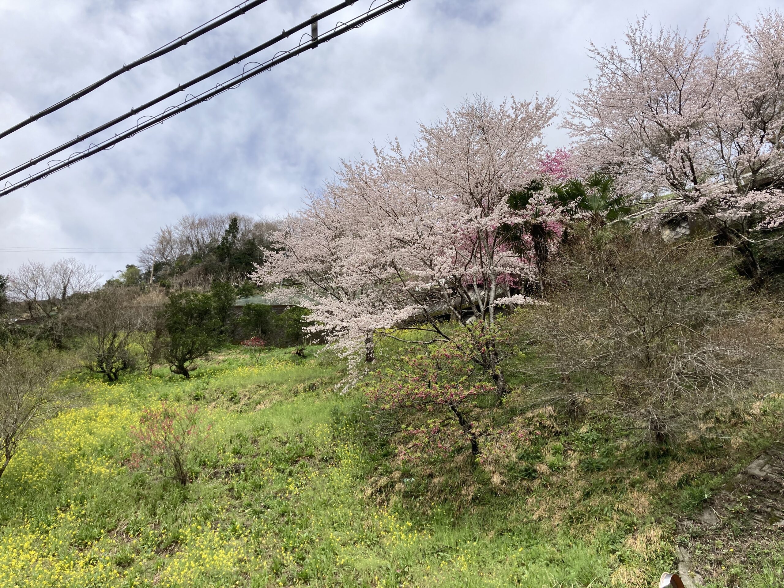 大歩危藤川谷/菜の花と桜の風景