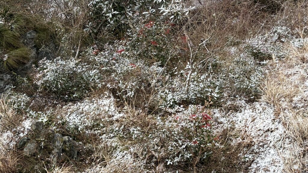 雪化粧したナンテン